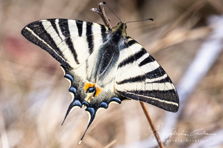 Una bellissima farfalla. Clima mite, natura incontaminata e biodiversità: questa è la Val Pennavaira