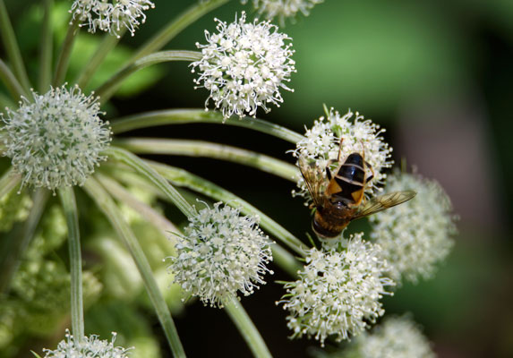 Bees around the Refuge. We safeguard nature and biodiversity by implementing Green practices