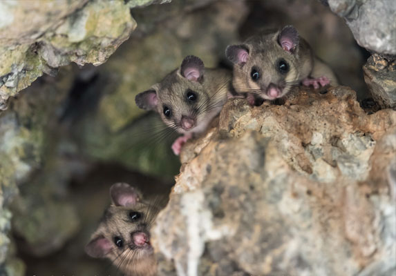 Dormouses and squirrels inhabit our woods. To preserve them, Rifugio Pian dell'Arma is Plastic Free