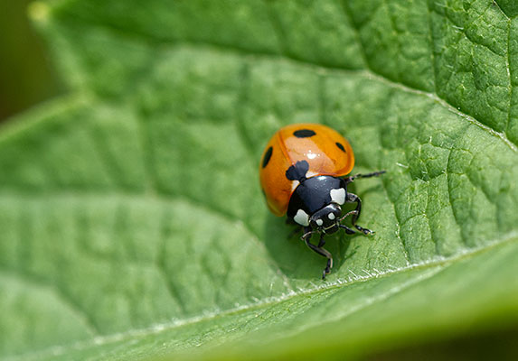 Ladybugs actively contribute to the conservation of biodiversity. The Refuge is Eco-Friendly