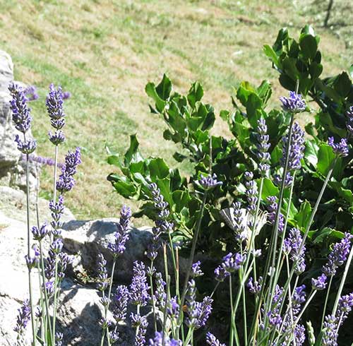 Lavender Festival with lavender-based lunch at the Rifugio Pian dell'Arma restaurant